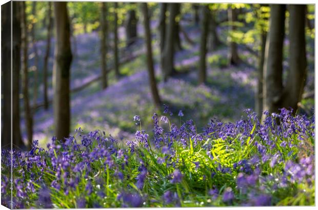 Bluebell time in a British forest Canvas Print by Leighton Collins