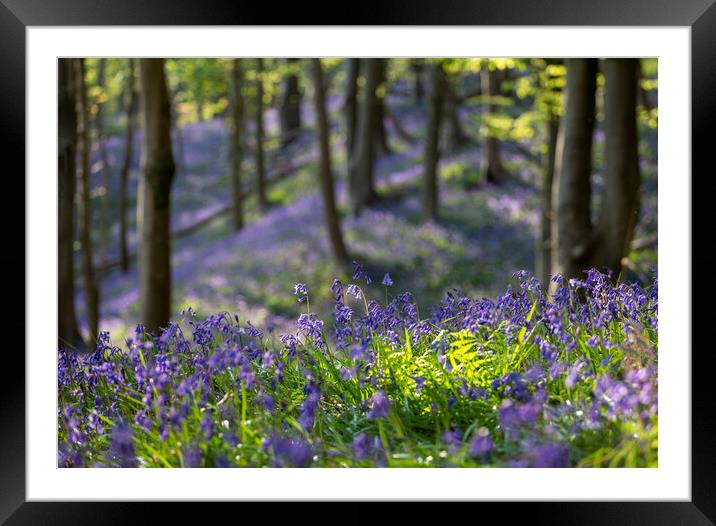 Bluebell time in a British forest Framed Mounted Print by Leighton Collins