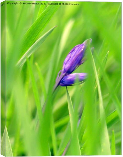 Single bluebell Canvas Print by Andrew Heaps