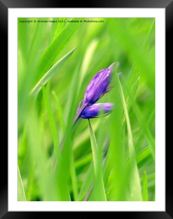 Single bluebell Framed Mounted Print by Andrew Heaps