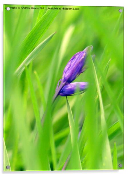 Single bluebell Acrylic by Andrew Heaps