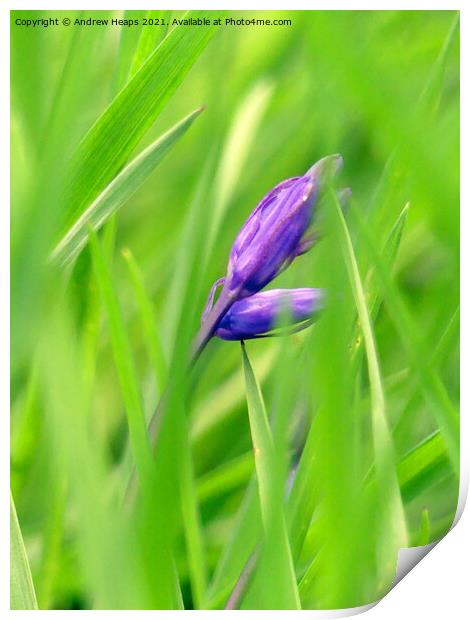 Single bluebell Print by Andrew Heaps
