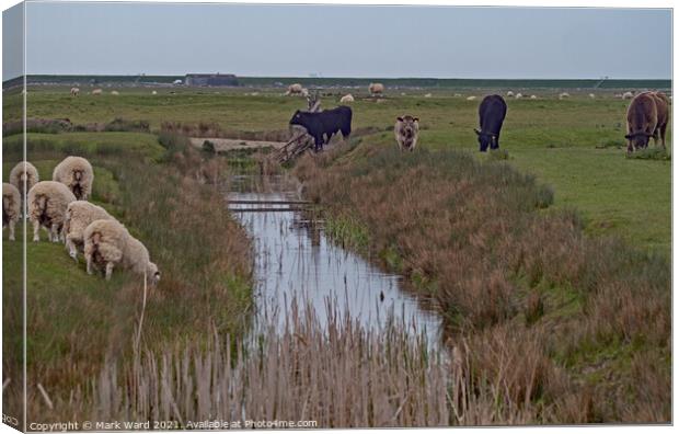 Sheep and Cows in Harmony. Canvas Print by Mark Ward