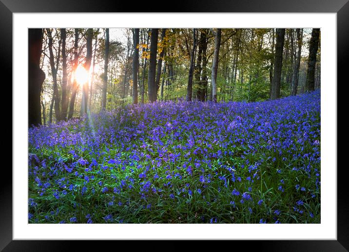 A bluebell carpet Framed Mounted Print by Leighton Collins