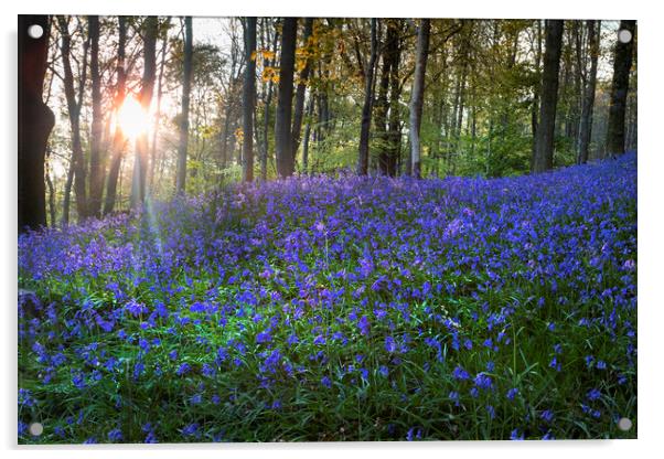 A bluebell carpet Acrylic by Leighton Collins