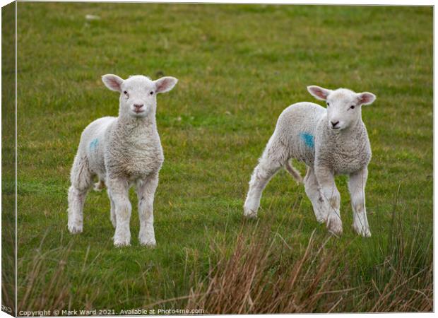 A pair of young Lambs Canvas Print by Mark Ward