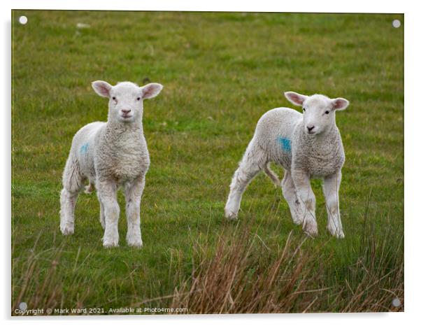 A pair of young Lambs Acrylic by Mark Ward