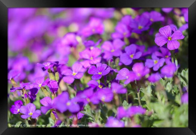 Spring Aubretia (Aubrieta Gracillis) Framed Print by Simon Marlow