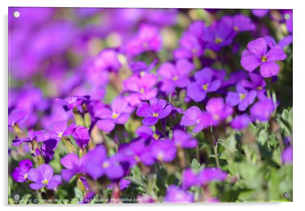 Spring Aubretia (Aubrieta Gracillis) Acrylic by Simon Marlow