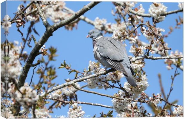 Wood Pigeon in a Cherry Blossom tree Canvas Print by Simon Marlow