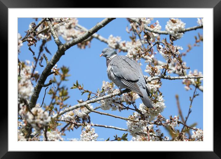 Wood Pigeon in a Cherry Blossom tree Framed Mounted Print by Simon Marlow