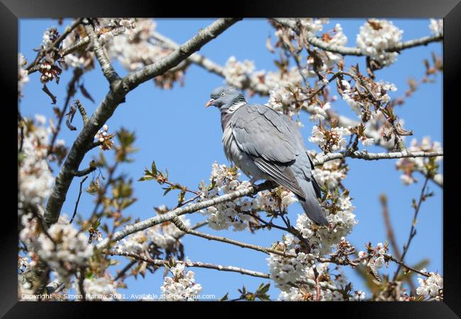 Wood Pigeon in a Cherry Blossom tree Framed Print by Simon Marlow