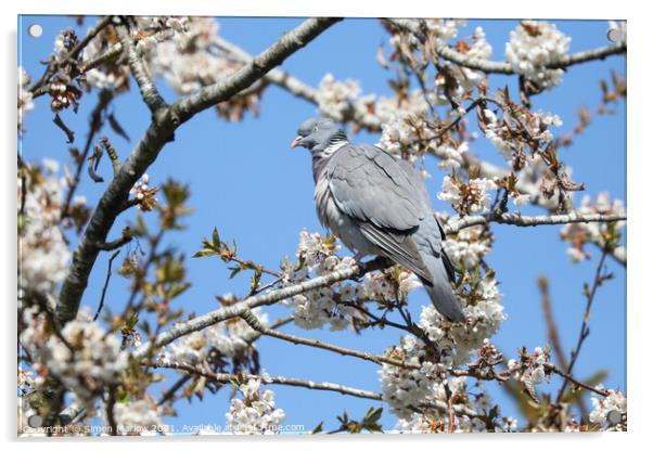 Wood Pigeon in a Cherry Blossom tree Acrylic by Simon Marlow