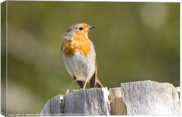 Radiant Robin in Spring Canvas Print by Simon Marlow
