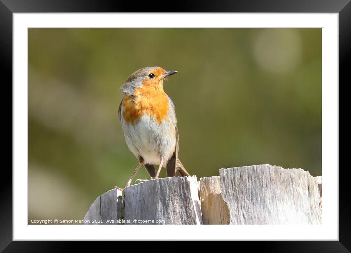 Radiant Robin in Spring Framed Mounted Print by Simon Marlow