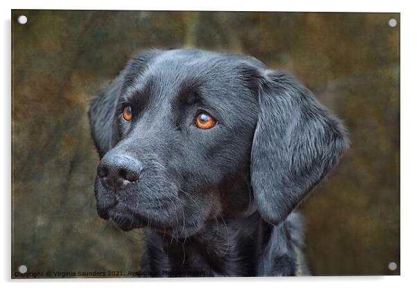 Tilley, Gundog Acrylic by Virginia Saunders