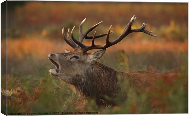 Red Deer Stag at Sunrise Canvas Print by Virginia Saunders