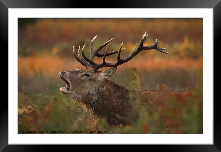 Red Deer Stag at Sunrise Framed Mounted Print by Virginia Saunders