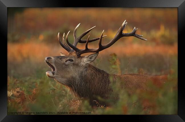 Red Deer Stag at Sunrise Framed Print by Virginia Saunders