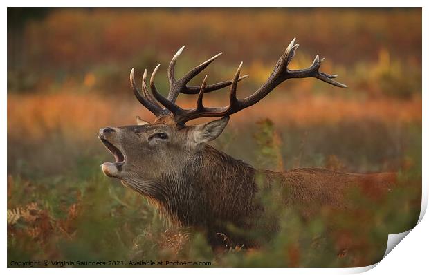 Red Deer Stag at Sunrise Print by Virginia Saunders