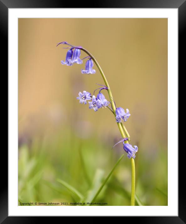 A close up of bluebell flower Framed Mounted Print by Simon Johnson