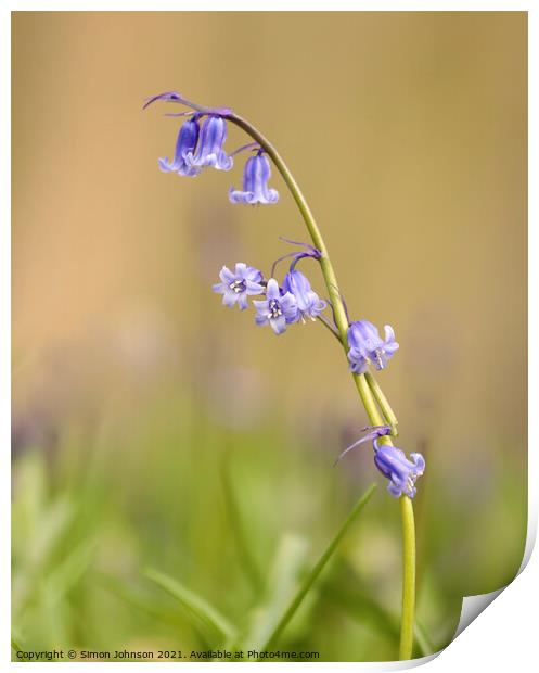 A close up of bluebell flower Print by Simon Johnson