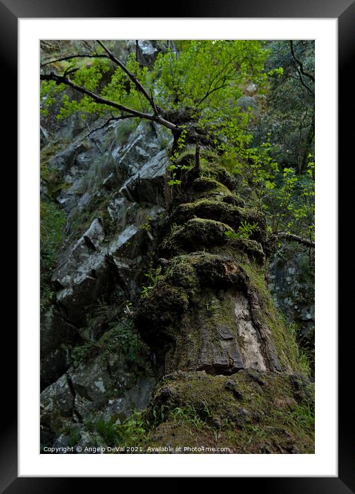 Fallen tree in Lousa Mountains Framed Mounted Print by Angelo DeVal