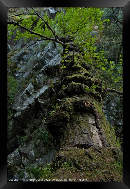 Fallen tree in Lousa Mountains Framed Print by Angelo DeVal