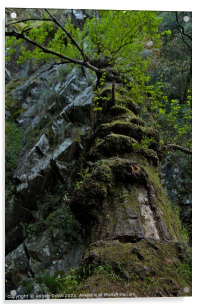 Fallen tree in Lousa Mountains Acrylic by Angelo DeVal