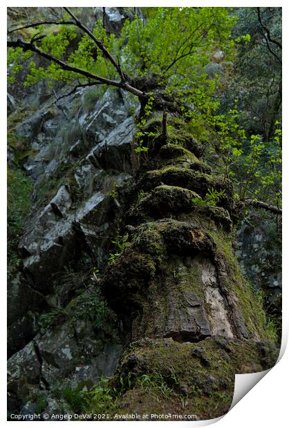 Fallen tree in Lousa Mountains Print by Angelo DeVal