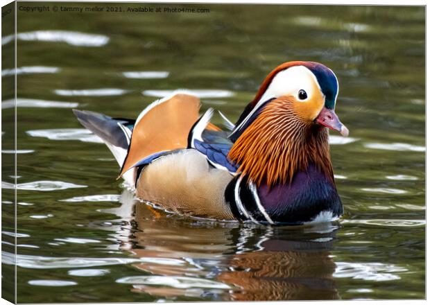 Majestic Mandarin Duck in Staffordshire Moorlands Canvas Print by tammy mellor