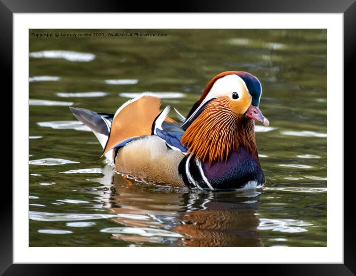 Majestic Mandarin Duck in Staffordshire Moorlands Framed Mounted Print by tammy mellor