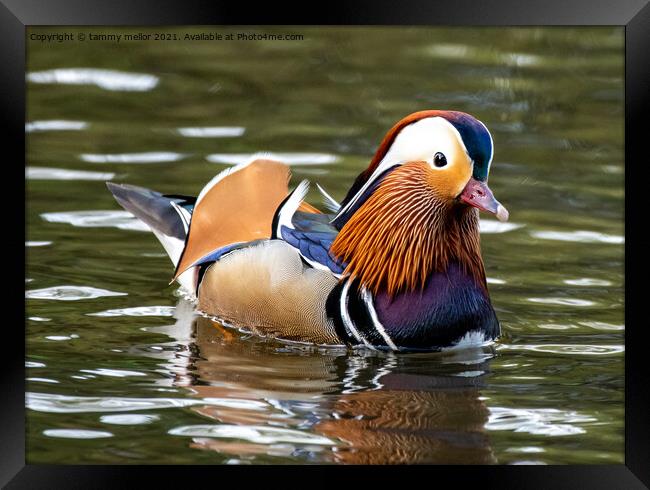 Majestic Mandarin Duck in Staffordshire Moorlands Framed Print by tammy mellor