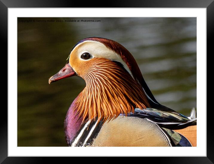 Majestic Mandarin Duck Framed Mounted Print by tammy mellor