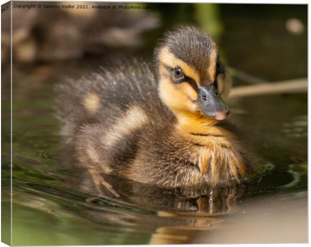 Adorable Duckling Swimming in the Wild Canvas Print by tammy mellor