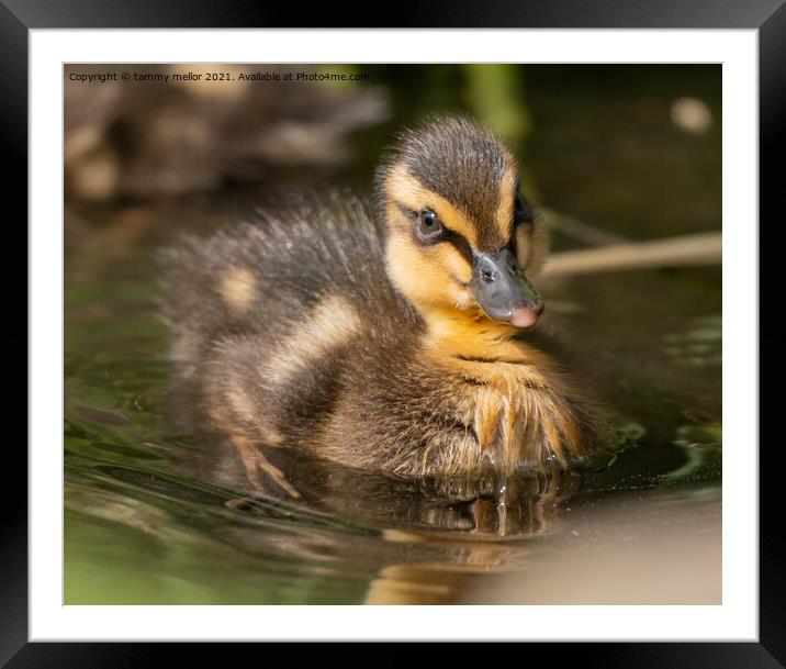 Adorable Duckling Swimming in the Wild Framed Mounted Print by tammy mellor