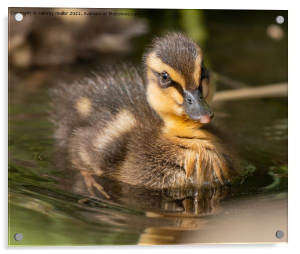 Adorable Duckling Swimming in the Wild Acrylic by tammy mellor