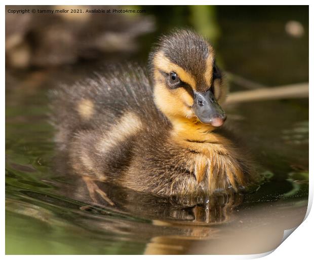 Adorable Duckling Swimming in the Wild Print by tammy mellor