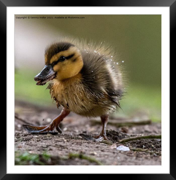 Curious Duckling Explores Framed Mounted Print by tammy mellor