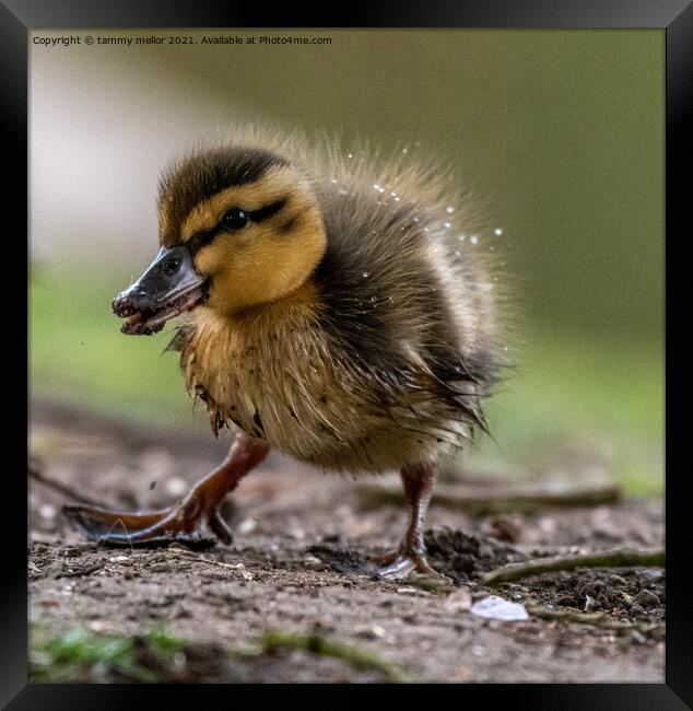 Curious Duckling Explores Framed Print by tammy mellor