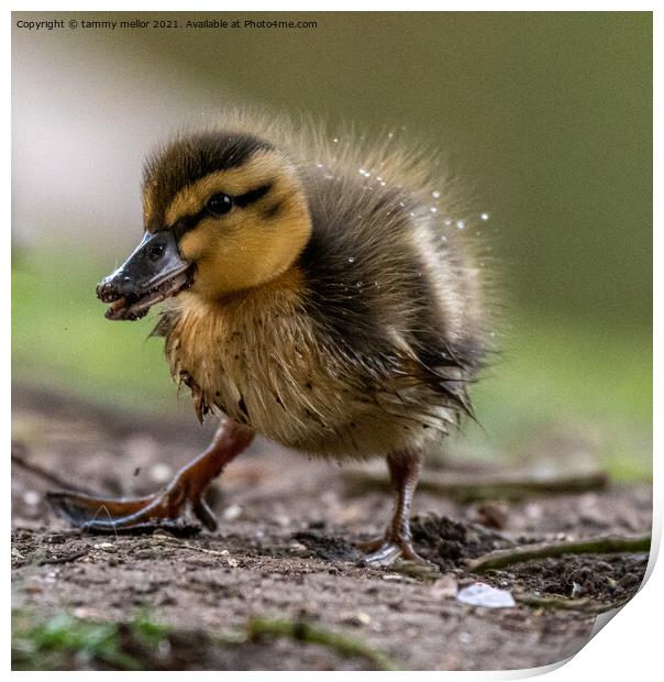 Curious Duckling Explores Print by tammy mellor