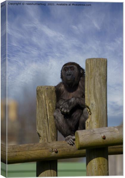 gorilla youngster lookout  Canvas Print by rawshutterbug 