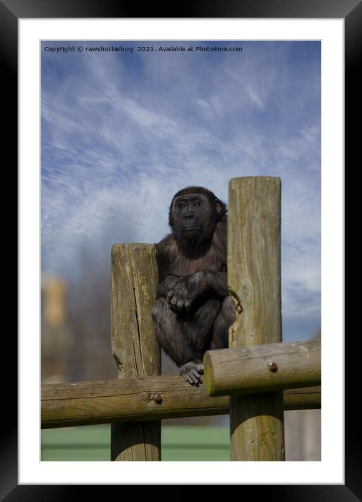 gorilla youngster lookout  Framed Mounted Print by rawshutterbug 