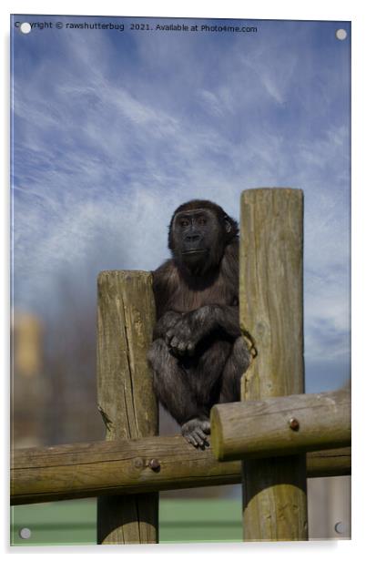 gorilla youngster lookout  Acrylic by rawshutterbug 