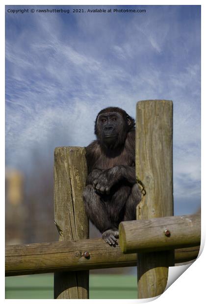 gorilla youngster lookout  Print by rawshutterbug 