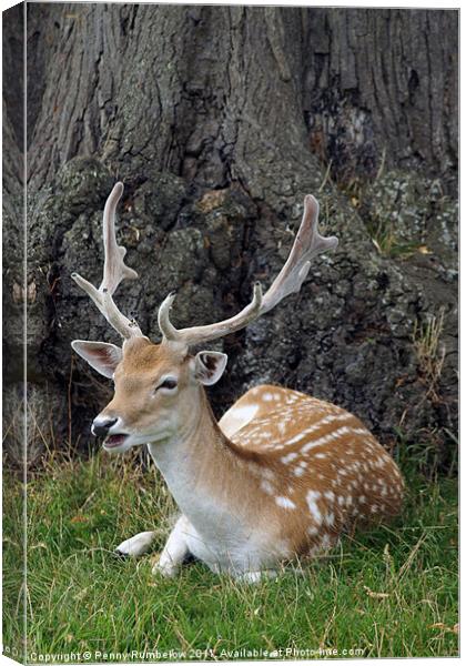 laughing fallow deer Canvas Print by Elouera Photography