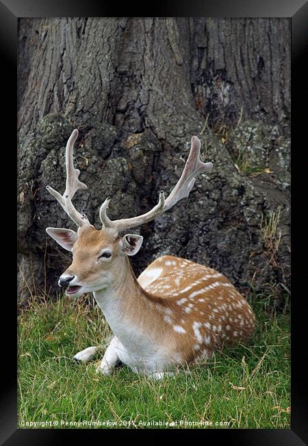 laughing fallow deer Framed Print by Elouera Photography