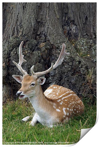 laughing fallow deer Print by Elouera Photography