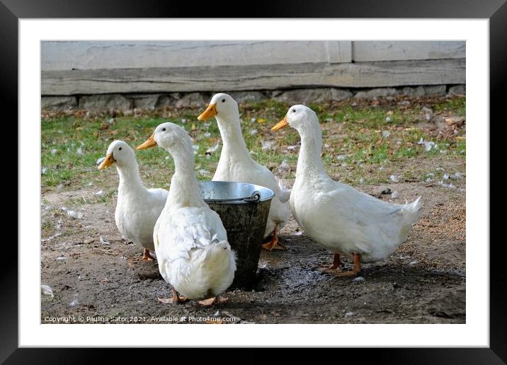 Ducks in a rural yard Framed Mounted Print by Paulina Sator