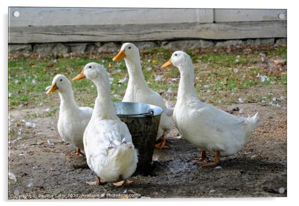 Ducks in a rural yard Acrylic by Paulina Sator
